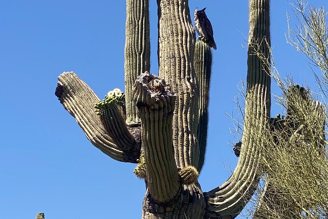 2 Hour Sonoran Desert Private Guided Mountain Bike Tour - Who should book this ride?