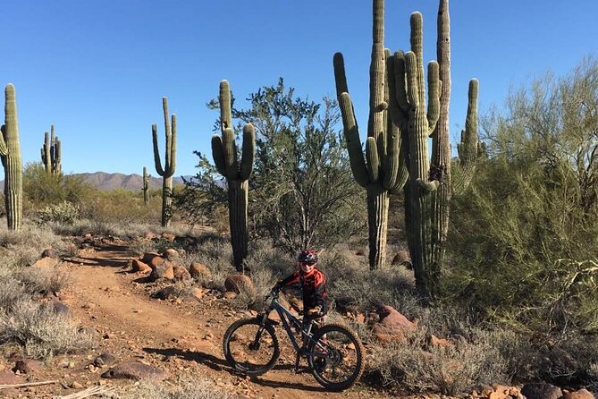 3 Hour Sonoran Desert Private Guided Mountain Bike Tour - Getting Comfortable on the Bike