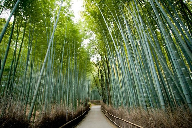 Afternoon Kyoto Bike Tour: Bamboo Forest, Monkeys & Hidden Spots - Why a bicycle makes Arashiyama easier
