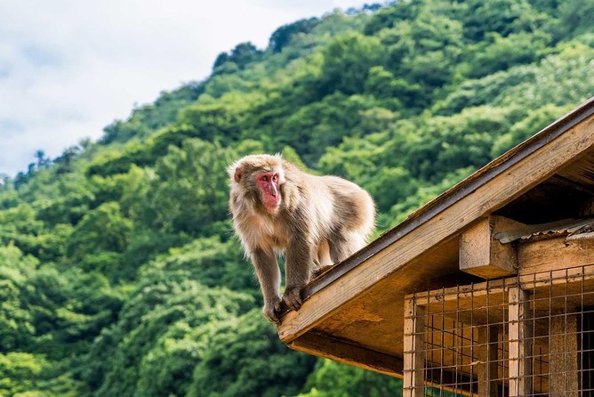 Afternoon Kyoto Bike Tour: Bamboo Forest, Monkeys & Hidden Spots - Bamboo Forest Street and the famous sound of Kyoto