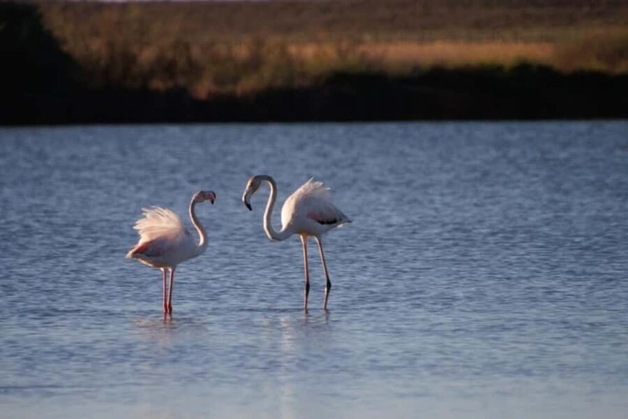 Albufeira: E-Bike tour of Nature Trails and Tradition - Salgados Natural Park and the first coastal views