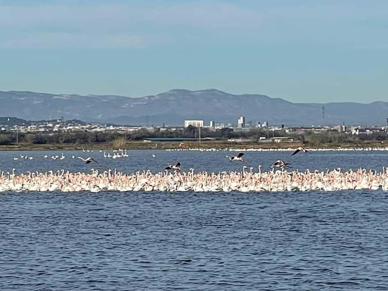 Albufera Bike Adventure: Wetlands, Beaches & Biodiversity - Is $40 good value?