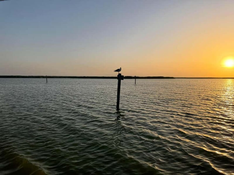 Albufera Bike Adventure: Wetlands, Beaches & Biodiversity - Pine woods and dunes at La Garrofera and El Saler