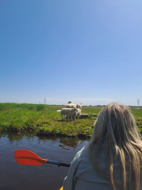 Amsterdam: Countryside Bike and Kayak Guided Tour - Why this five-hour outing feels different from a normal Amsterdam tour