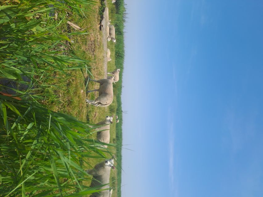 Amsterdam: Countryside Bike and Kayak Guided Tour - The countryside break, village atmosphere, and food question