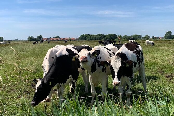 Amsterdam Countryside Bike and Kayak Tour - The return through Zunderdorp