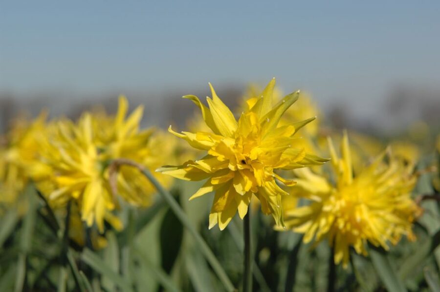 Amsterdam: Half-Day Flower Fields and Keukenhof Bicycle Tour - Why cycling adds something Keukenhof cannot