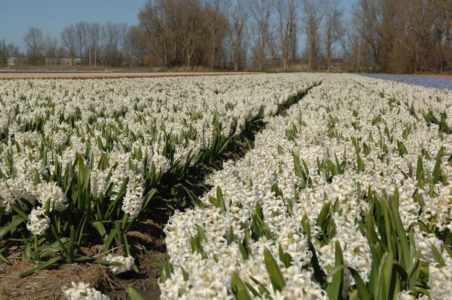 Amsterdam: Half-Day Flower Fields and Keukenhof Bicycle Tour - The train to Hillegom and the start of the ride