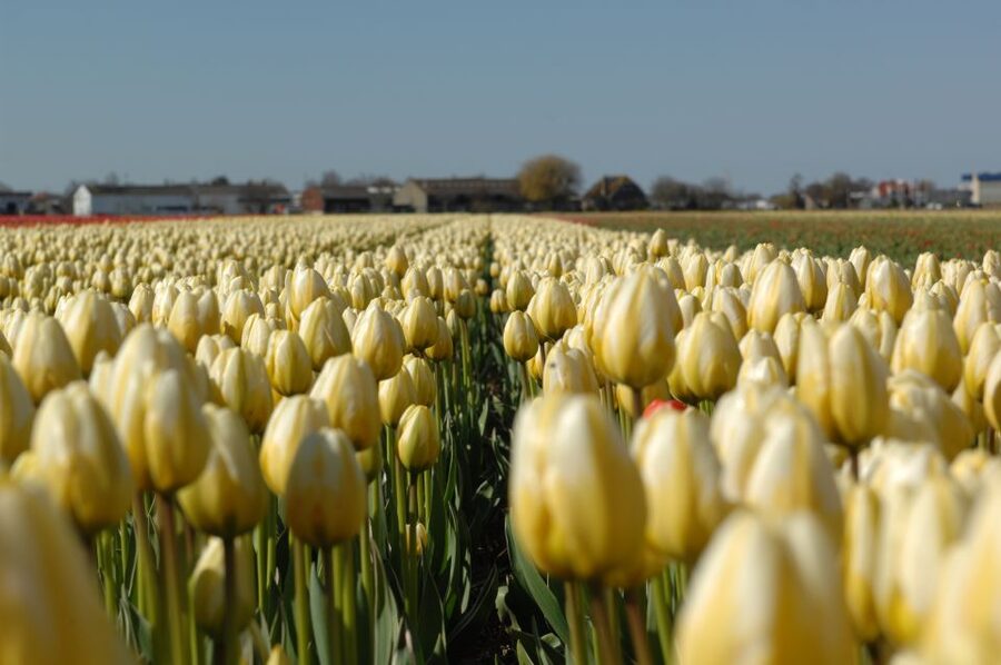 Amsterdam: Half-Day Flower Fields and Keukenhof Bicycle Tour - Who should book this flower tour