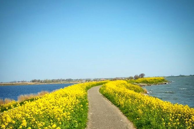 Amsterdam's Countryside Half-Day Bike Tour in Small Group - Why Waterland makes a better half-day escape than another city tour