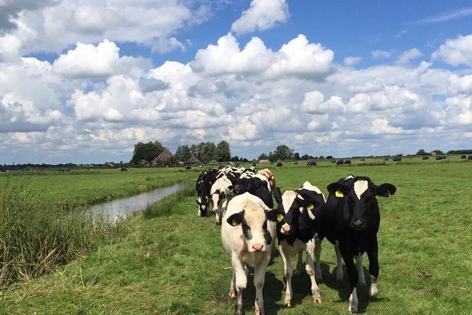 Amsterdam's Countryside Half-Day Bike Tour in Small Group - Flat polders, farms, and Dutch water control