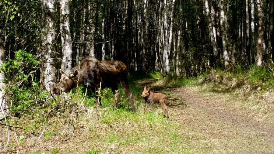 Anchorage: Coastal Trail 3-Hour City Bike Tour - Kincaid Park: moose country within the city