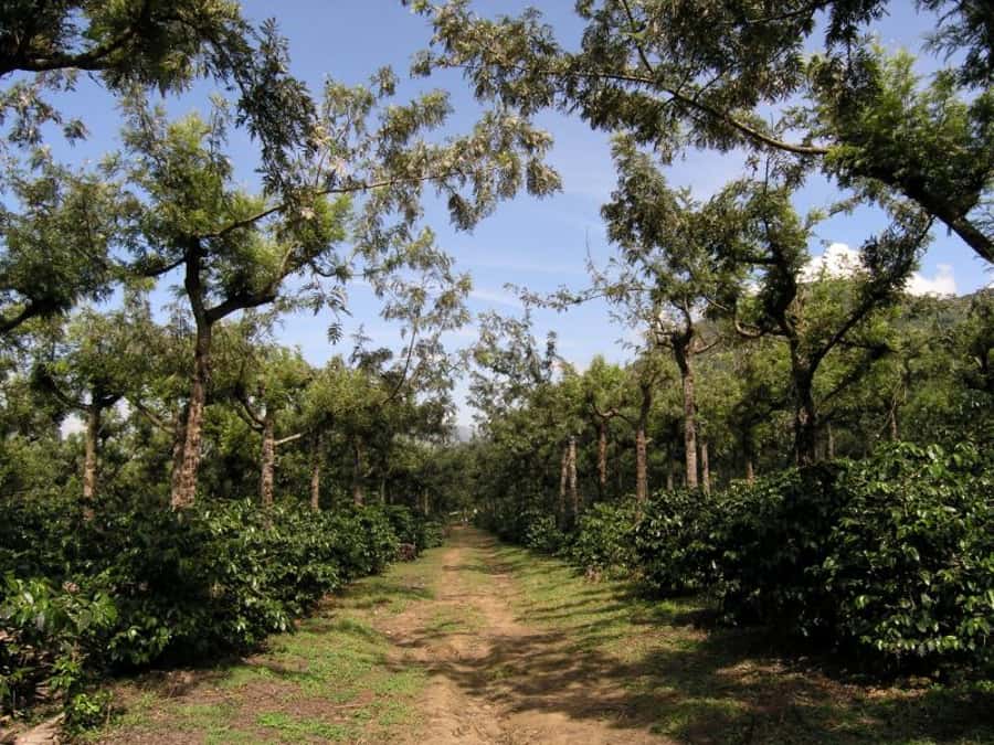 Antigua Sip 'n Cycle Half-Day Bike Ride and Coffee Tour - Mayan music, textiles, jade, and local crafts