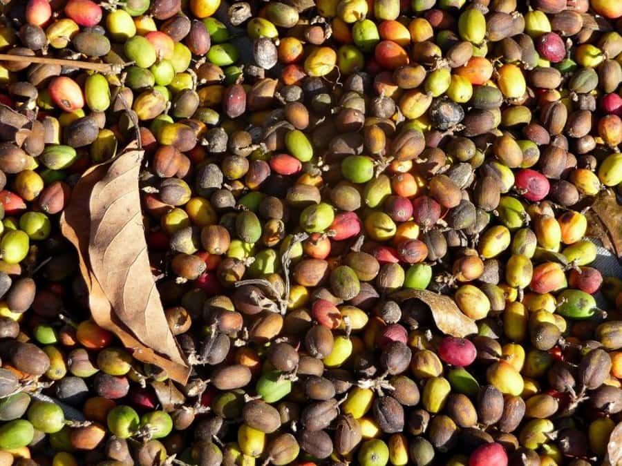 Antigua Sip 'n Cycle Half-Day Bike Ride and Coffee Tour - A beginner ride, not a cycling workout