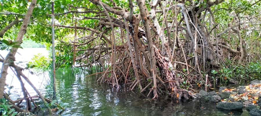 Authentic North East Coast E-bike Guided Tour - Mangroves, oyster farming, and marine life
