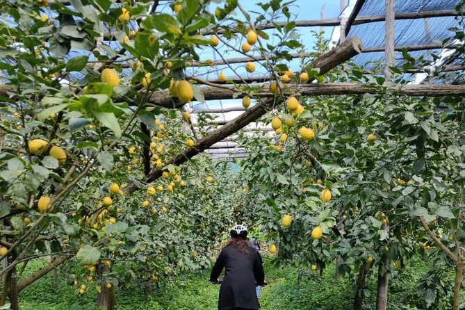 Backroads & Limoncello Experience: Sorrento E-Bike Tour - Agriturismo Il Convento and the limoncello tasting