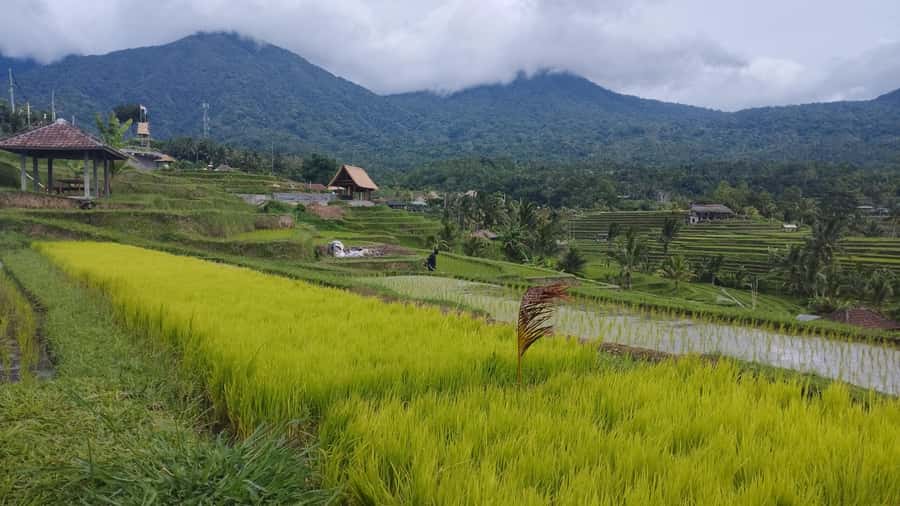 Bali: Jatiluwih Rice Terraces 1 Hour Electric Bike Tour - Why the electric bike makes a difference