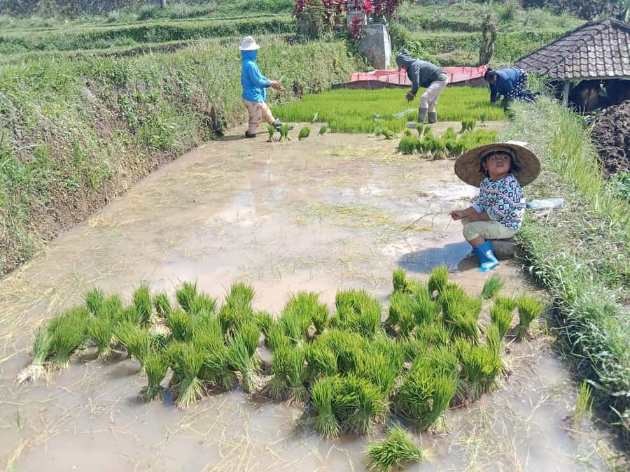 Bali: Jatiluwih Rice Terraces 1 Hour Electric Bike Tour - What the $22 price really covers