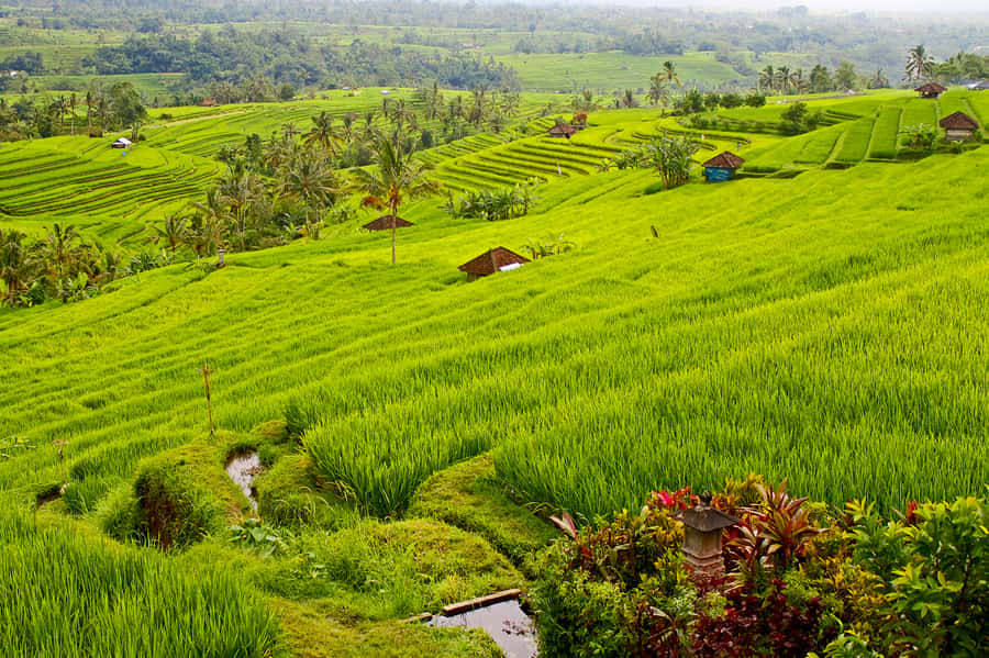 Bali: Jatiluwih Rice Terraces 1 Hour Electric Bike Tour - What you see during the one-hour route