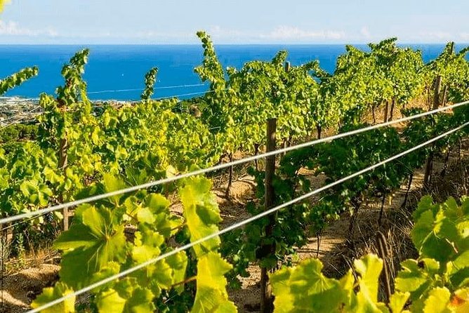 Barcelona eBike Beach Private Tour to Vineyards & Picnic - Why the train ride back matters