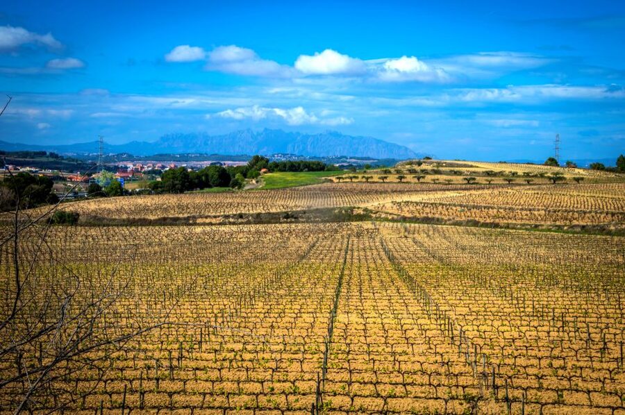 Barcelona: Guided Half-Day Wine and Electric Bike Tour - The e-bike changes the feel of the ride