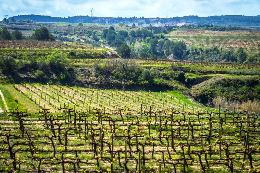 Barcelona: Guided Half-Day Wine and Electric Bike Tour - Is $101 a fair price?