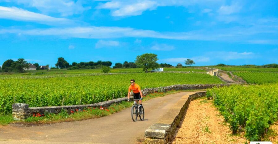 Beaune: Winery Tour by Bike with Wine Tasting - Key points to know before you book