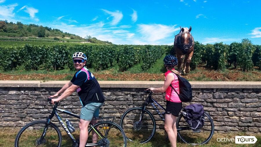 Beaune: Winery Tour by Bike with Wine Tasting - Volnay and Meursault: learning to taste the place