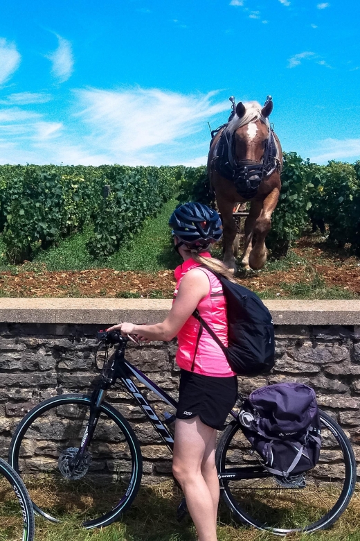 Beaune: Winery Tour by Bike with Wine Tasting - Price, value, and who should pay for it