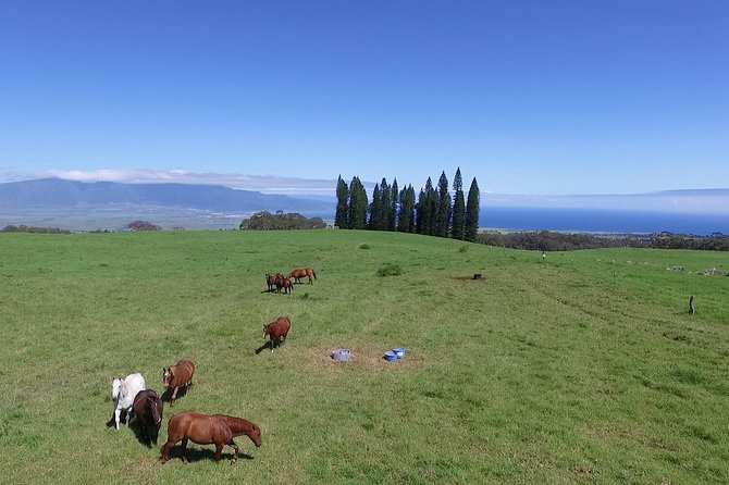 Best Haleakala Downhill Self-Guided Bike Tour with Maui Sunriders - The second riding section and the run into Paia