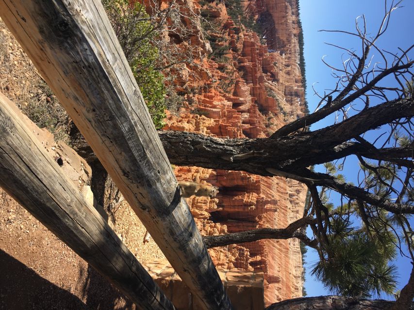 Bryce Canyon National Park: Guided E-Bike Tour - Price, timing, and what you receive