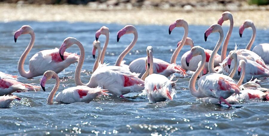 Cagliari E-Bike Tour: Canals & Flamingos at Molentargius - Who will get the most from this ride