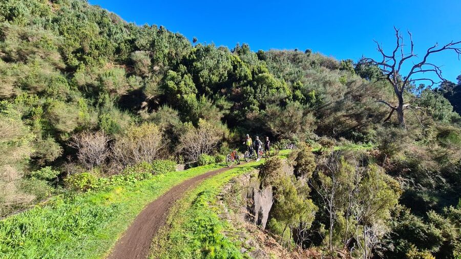 Camacha: Levada Trail e-Bike Guided Tour - The water mill and the funny-shaped tree