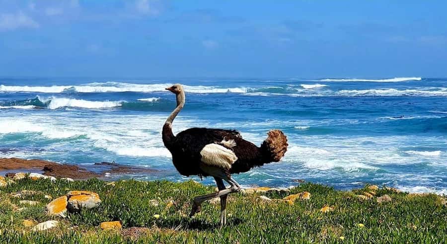 Cape Town: E-Bike Cape Peninsula Tour - Entering the Cape of Good Hope Nature Reserve
