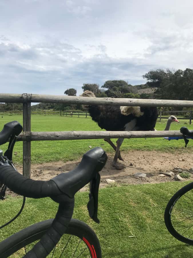 Cape Town: Peninsula Road Bike Tour - Simonstown and the penguins at Boulders Beach