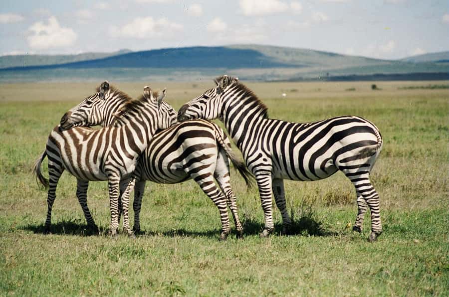 Day Trip: Hell's Gate Bike Ride & Lake Naivasha Boat Ride - Five things to know before you book