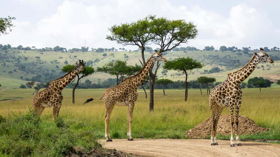 Day Trip: Hell's Gate Bike Ride & Lake Naivasha Boat Ride - Lunch near the park, with a choice to make