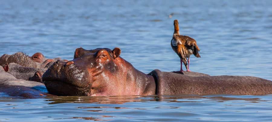 Day Trip: Hell's Gate Bike Ride & Lake Naivasha Boat Ride - Should you book it?
