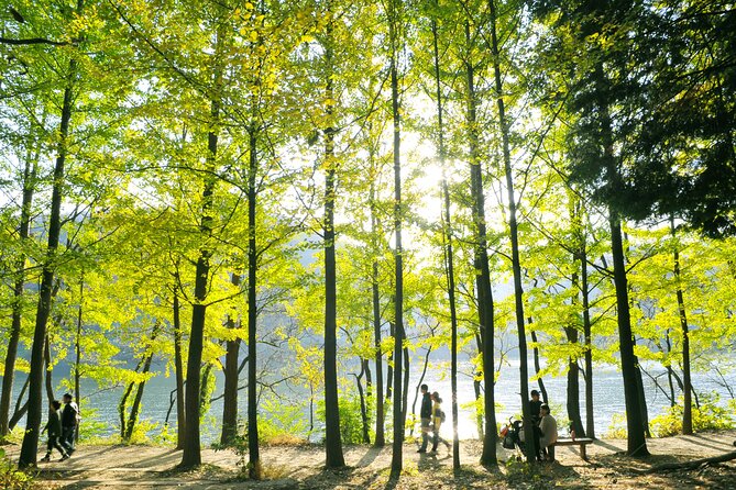 Day Trip to Nami Island with Rail bike and The Garden of Morning Calm - Why the guide matters on this itinerary