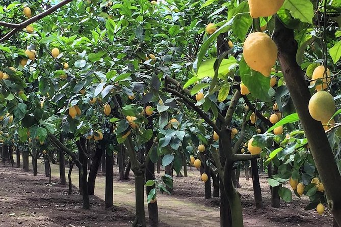E-Bike Food and Wine Tour in the Sorrento Peninsula - Which guide experience can you expect?