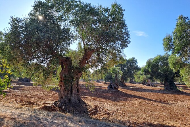 E-bike tour in Ostuni. Oil mill, Dolmen and huge olive trees - Rocco’s role in the experience