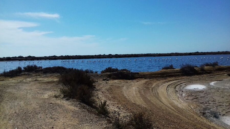 Faro Bike Tour through the Beautiful Ria Formosa - The ride back to Faro