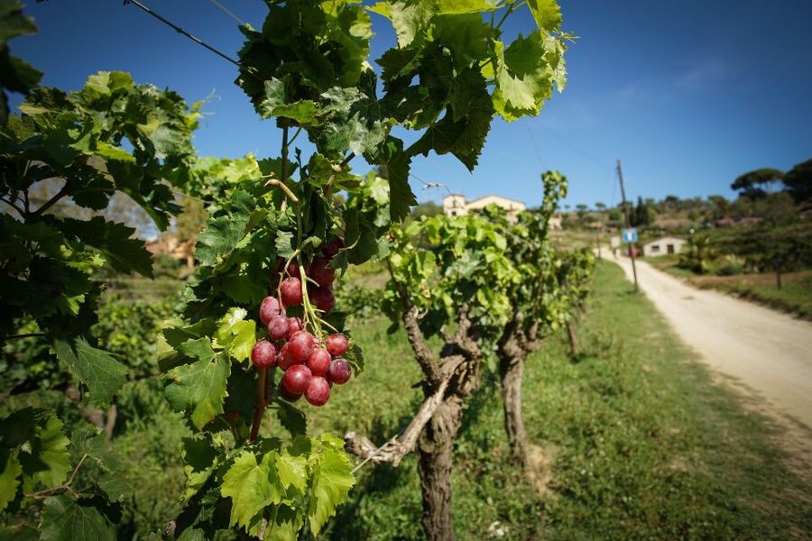 From Barcelona: E-Bike and Sailing Tour with Wine Tastings - Group size, timing, and languages