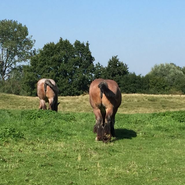 From Bruges: Family-Friendly Countryside Guided Bike Tour - Quiet roads, open fields, and Belgian cows