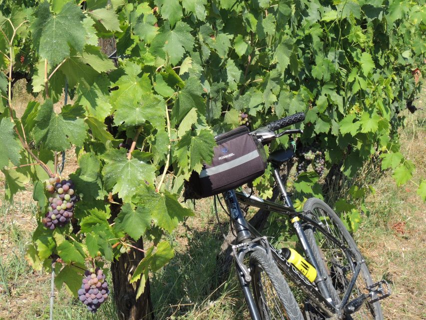 From Florence: Tuscan Hills Biking with Farm Tour and Lunch - Who Will Get the Most From This Tour