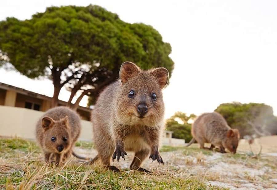 From Fremantle: Rottnest Island Ferry and Bike Day Tour - How much island can you cover in nine hours?