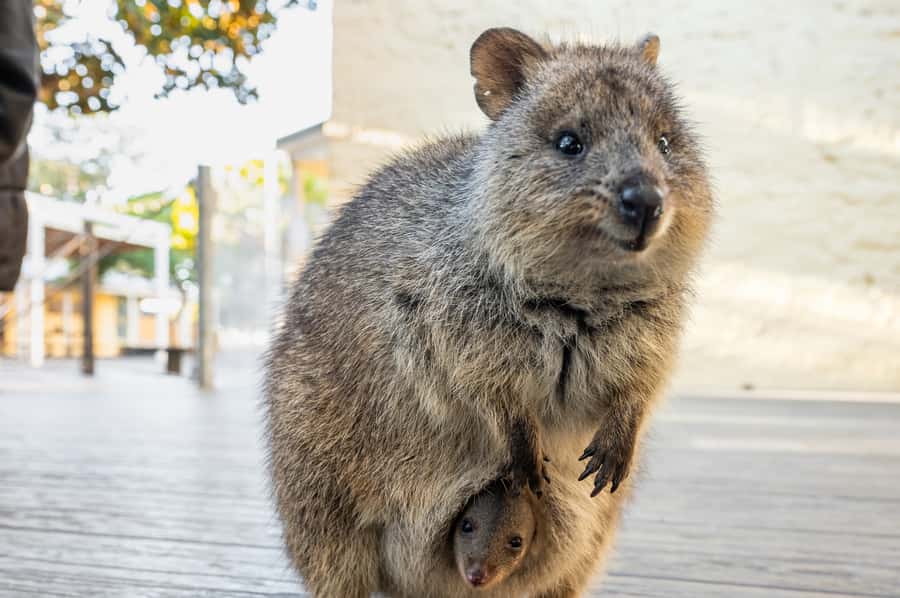 From Perth: Rottnest Island Full-Day Bike and Ferry Trip - Value, comfort, and who should book