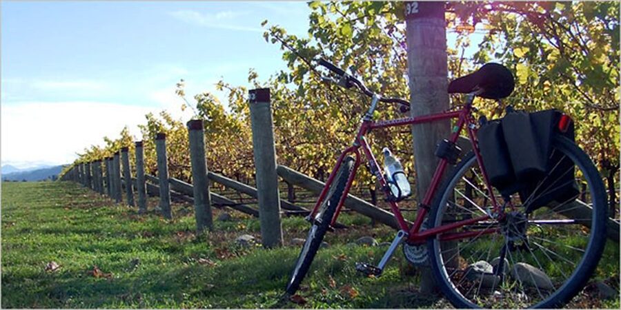 From Siena: Chianti Countryside E-Bike Tour w/ Lunch & Wine - A Farm Lunch With Wine and Olive Oil