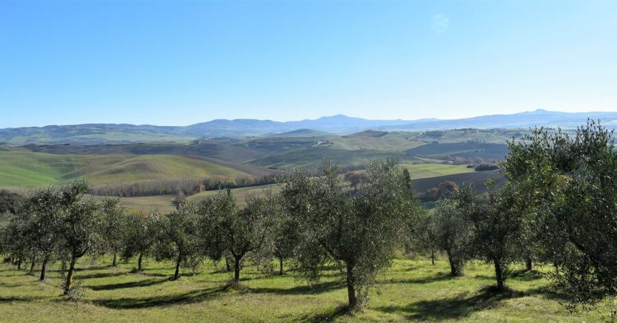 From Siena: Chianti Countryside E-Bike Tour w/ Lunch & Wine - Should You Book It?