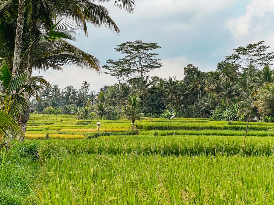 From Ubud: Downhill Bike Tour with Rice Terraces and Meal - Should you book it?